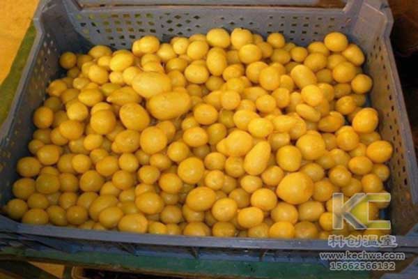 無(wú)土栽培，無(wú)土栽培技術(shù)