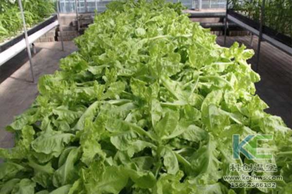 無土栽培，無土栽培技術