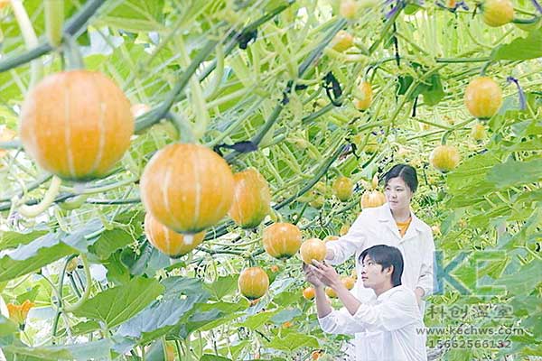 無(wú)土栽培，無(wú)土栽培技術(shù)，無(wú)土栽培設(shè)備