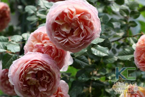 無土栽培，無土栽培技術(shù)，無土栽培設(shè)備