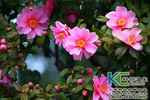 無(wú)土栽培，無(wú)土栽培技術(shù)，無(wú)土栽培設(shè)備