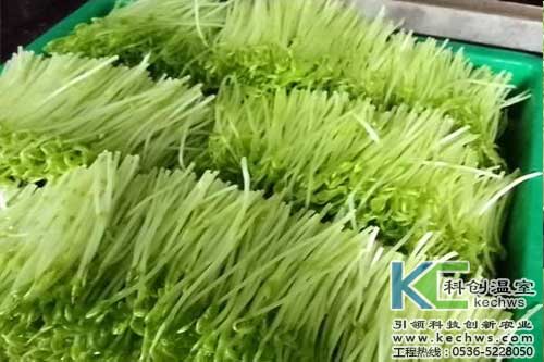 無土栽培，無土栽培技術(shù)，無土栽培設(shè)備