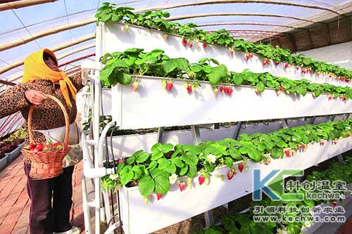 無土栽培，無土栽培技術，無土栽培設備