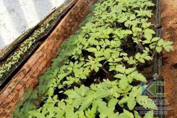 無土栽培，無土栽培技術，無土栽培設備