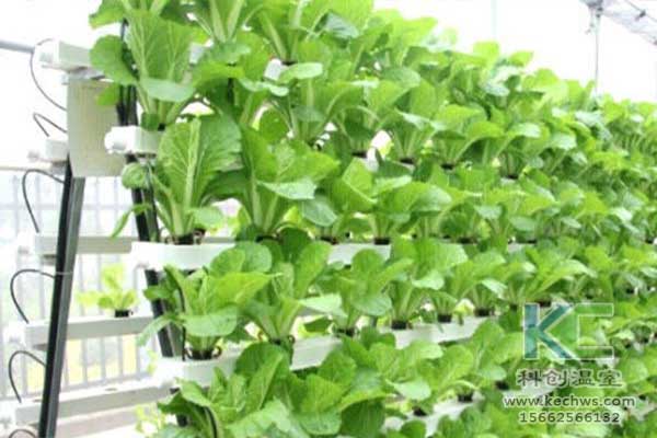 無土栽培，無土栽培技術，無土栽培設備