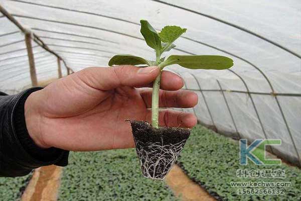 無土栽培，無土栽培技術(shù)，無土栽培設(shè)備