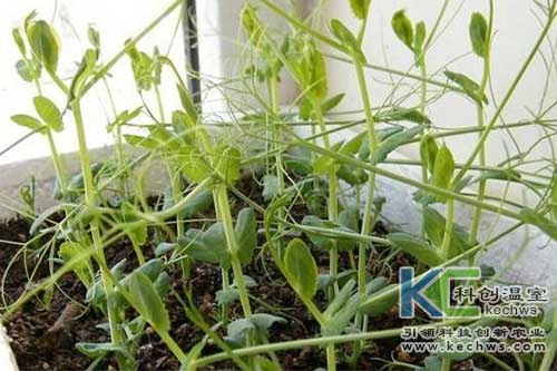 無土栽培，無土栽培技術，無土栽培設備