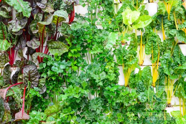 無土栽培，無土栽培技術(shù)，無土栽培設(shè)備