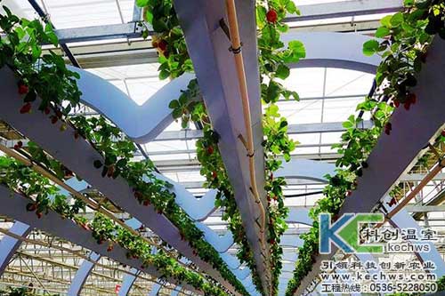 無土栽培,無土栽培技術(shù),無土栽培設(shè)備