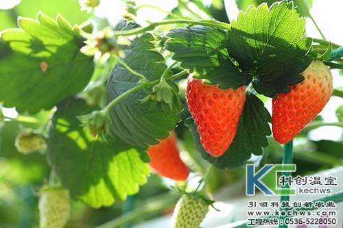 無土栽培,無土栽培技術(shù),無土栽培設(shè)備