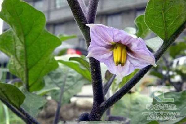 無(wú)土栽培，無(wú)土栽培技術(shù)，無(wú)土栽培設(shè)備