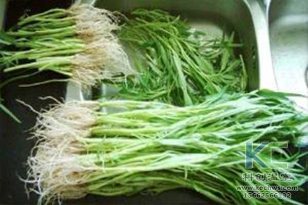 無土栽培，無土栽培技術，無土栽培設備