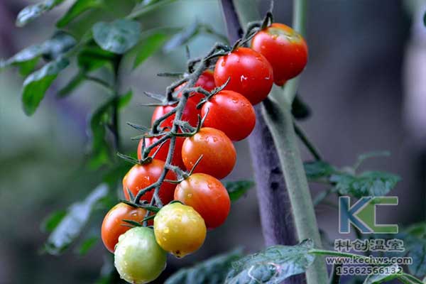 無(wú)土栽培，無(wú)土栽培技術(shù)，無(wú)土栽培設(shè)備