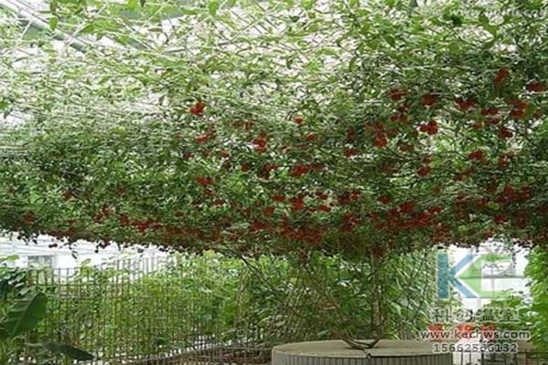 無(wú)土栽培，無(wú)土栽培技術(shù)，無(wú)土栽培設(shè)備