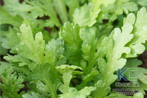 無(wú)土栽培，無(wú)土栽培技術(shù)，無(wú)土栽培設(shè)備