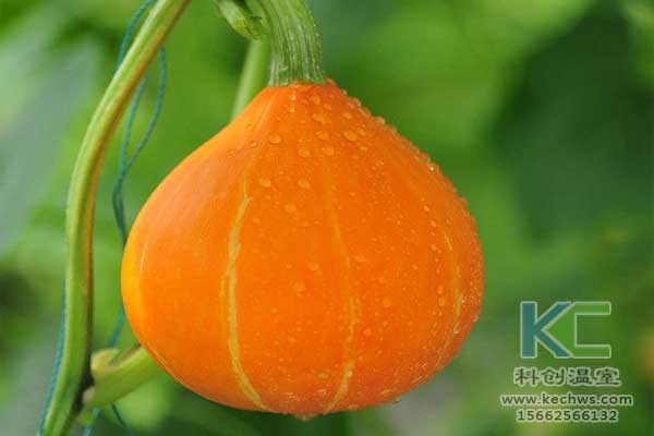 無(wú)土栽培，無(wú)土栽培技術(shù)，無(wú)土栽培設(shè)備