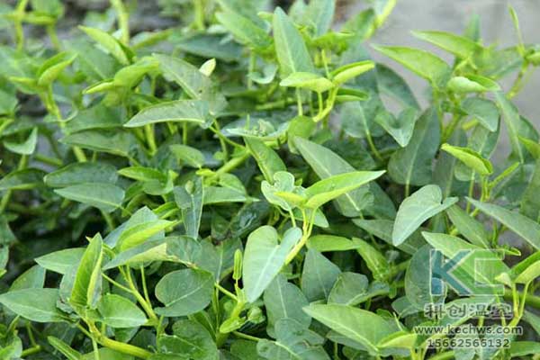 無土栽培，無土栽培技術，無土栽培設備