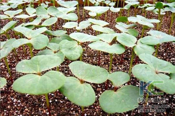 無土栽培，無土栽培技術，無土栽培設備