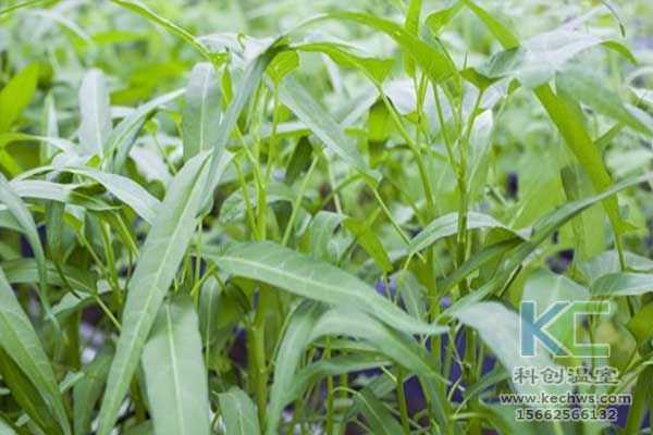 無土栽培，無土栽培技術，無土栽培設備