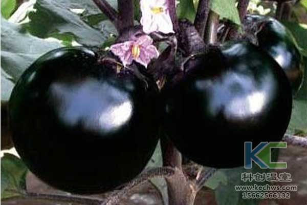 無(wú)土栽培，無(wú)土栽培技術(shù)，無(wú)土栽培設(shè)備