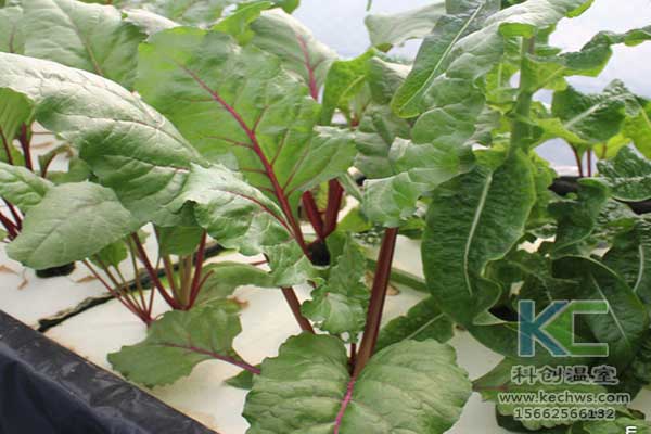 無土栽培，無土栽培技術，無土栽培設備