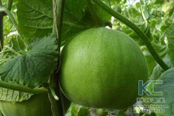 無土栽培，無土栽培技術，無土栽培設備