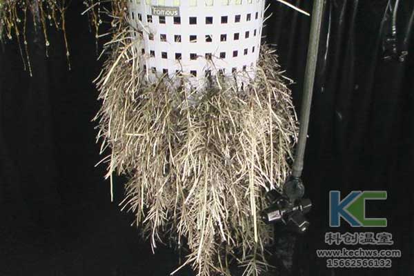 無土栽培，無土栽培技術，無土栽培設備