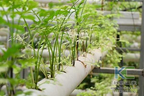 無土栽培，無土栽培技術(shù)，無土栽培設(shè)備