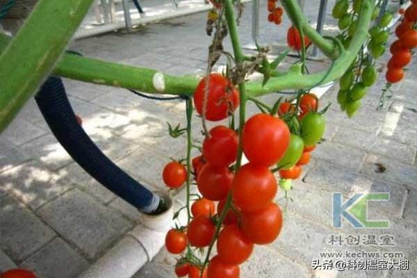 無(wú)土栽培，無(wú)土栽培技術(shù)，無(wú)土栽培設(shè)備