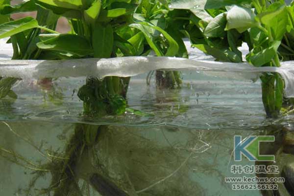 無(wú)土栽培技術(shù)，無(wú)土栽培設(shè)備，無(wú)土栽培，溫室大棚