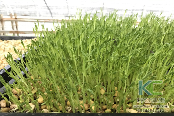 無土栽培,無土栽培技術,無土栽培設備