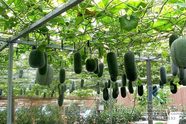 蔬菜大棚無(wú)土栽培，無(wú)土栽培技術(shù)，溫室大棚，大棚