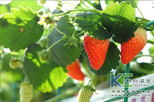 無(wú)土栽培，無(wú)土栽培技術(shù)，無(wú)土栽培設(shè)備