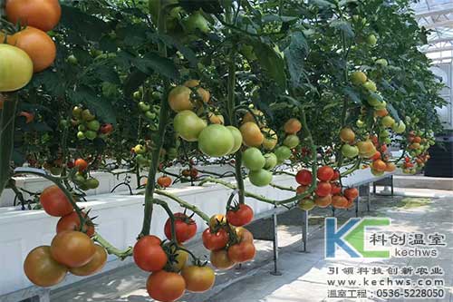 有機(jī)質(zhì)無土栽培,無土栽培,無土栽培技術(shù)