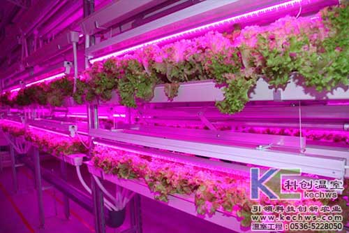 無土栽培，無土栽培技術(shù)，無土栽培設(shè)備