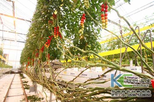 無(wú)土栽培，無(wú)土栽培技術(shù)，無(wú)土栽培設(shè)備