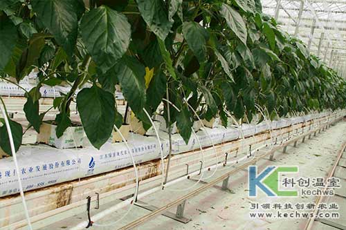 無土栽培，無土栽培技術，無土栽培設備
