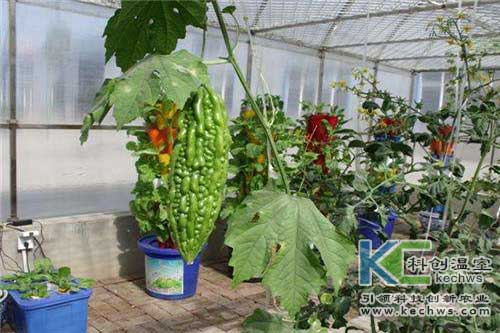 無土栽培，無土栽培技術，無土栽培設備