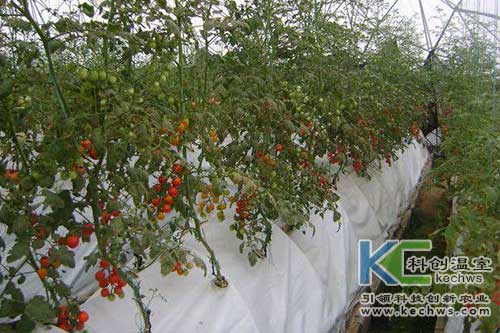 無土栽培，無土栽培技術，無土栽培設備