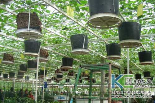 無土栽培，無土栽培技術，無土栽培設備