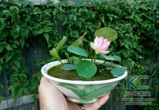 無土栽培，無土栽培技術，無土栽培設備