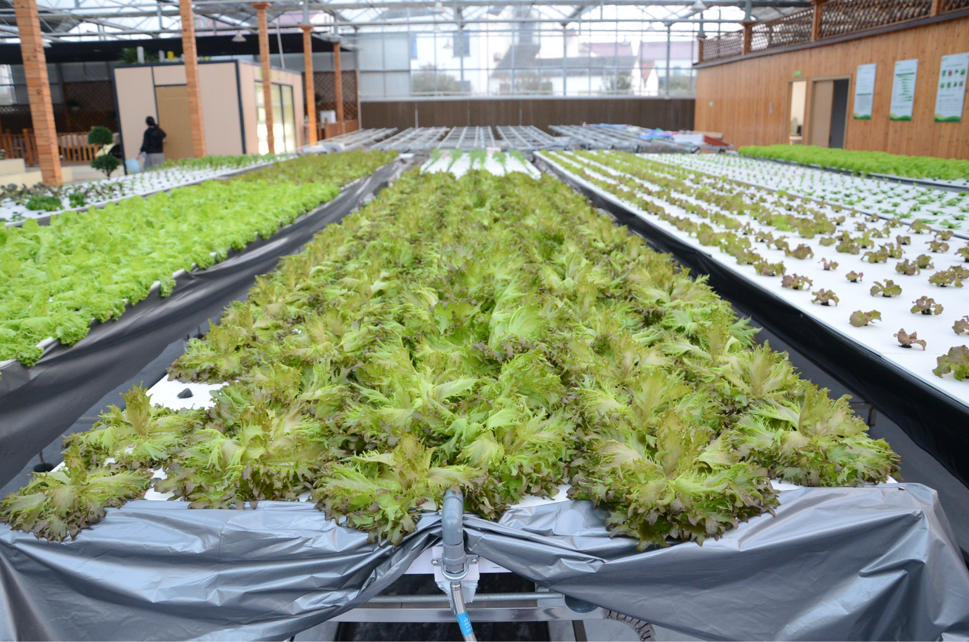 無土栽培,無土栽培技術,無土栽培設備