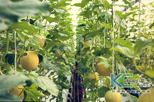 無(wú)土栽培，無(wú)土栽培技術(shù)，無(wú)土栽培設(shè)備