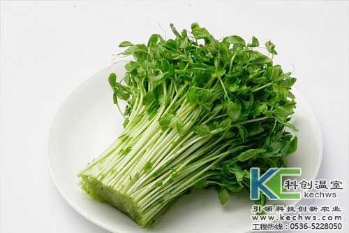 無土栽培，無土栽培技術(shù)，無土栽培設(shè)備