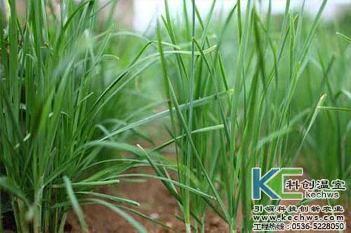 無土栽培，無土栽培技術，無土栽培設備