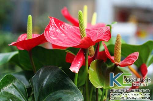 無(wú)土栽培，無(wú)土栽培技術(shù)，無(wú)土栽培設(shè)備