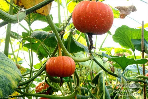 無土栽培，無土栽培技術(shù)，無土栽培設(shè)備