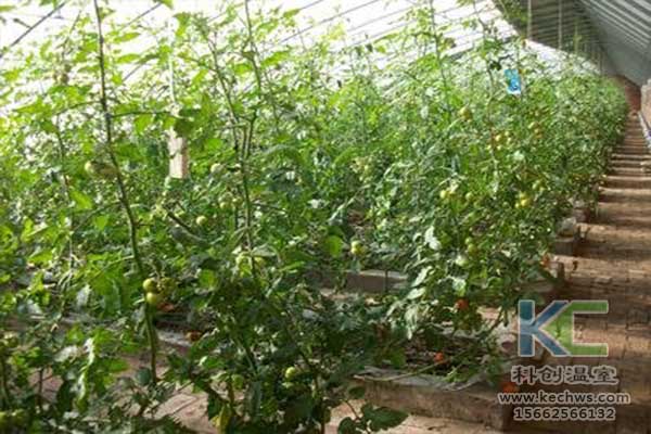 無土栽培，無土栽培技術(shù)，無土栽培設(shè)備