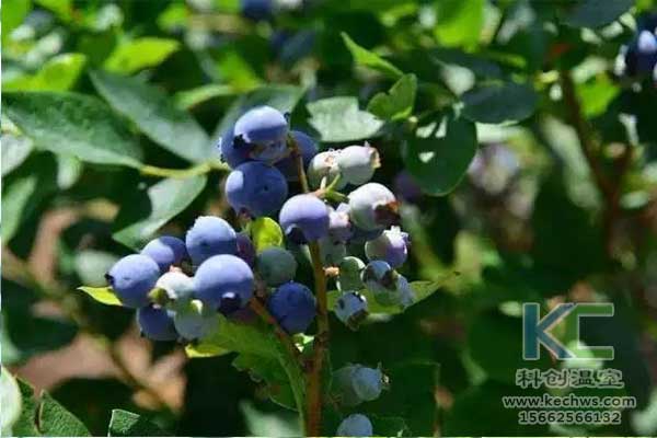 無(wú)土栽培，無(wú)土栽培技術(shù)，無(wú)土栽培設(shè)備