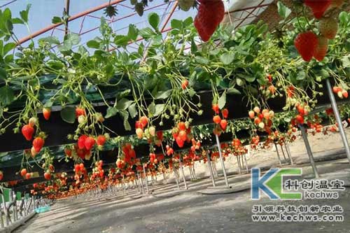 無(wú)土栽培，無(wú)土栽培技術(shù)，無(wú)土栽培設(shè)備